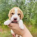 Beagles - 1