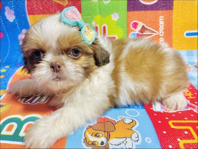 Shih Tzu - 0