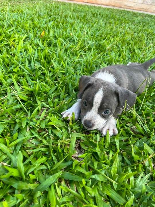 Cachorros american bully - 5